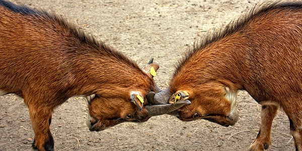 Diferentes enfoques en una estrategia de marekting online