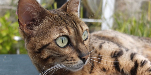 Cómo llamar la atención de alguien a través de redes sociales